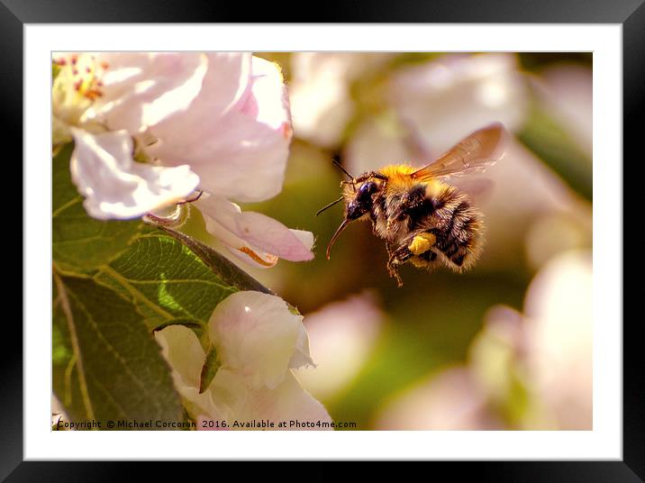 Busy Bee Framed Mounted Print by Michael Corcoran
