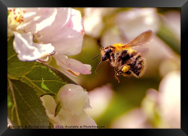 Busy Bee Framed Print by Michael Corcoran