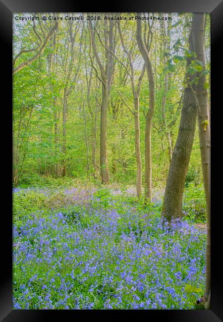 Tip toe...through the bluebells... Framed Print by Claire Castelli