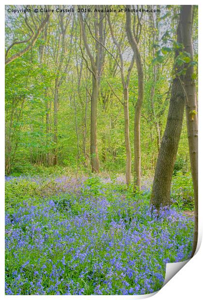 Tip toe...through the bluebells... Print by Claire Castelli