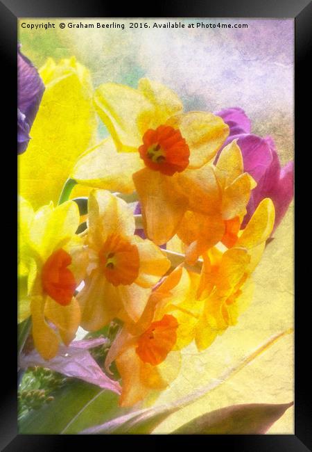 Spring Daffs Framed Print by Graham Beerling