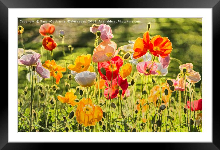 Spring Poppies - Digital Art Framed Mounted Print by Sandi-Cockayne ADPS