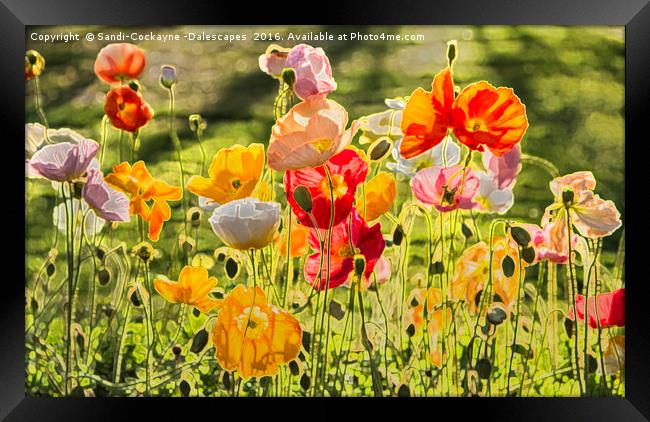 Spring Poppies - Digital Art Framed Print by Sandi-Cockayne ADPS