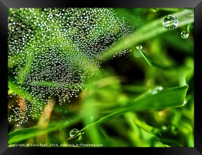 Dewy Grass Spider Web Framed Print by Susie Peek