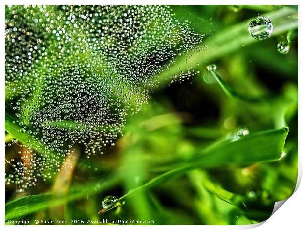 Dewy Grass Spider Web Print by Susie Peek