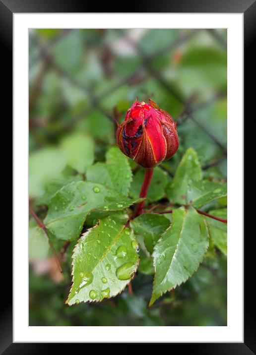 rosebud in the rain Framed Mounted Print by Marinela Feier
