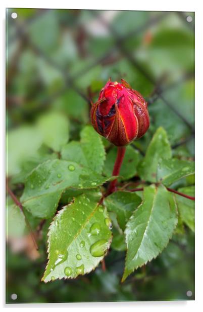 rosebud in the rain Acrylic by Marinela Feier