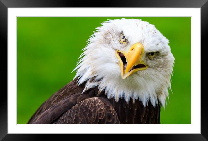 Bald eagle   Framed Mounted Print by chris smith