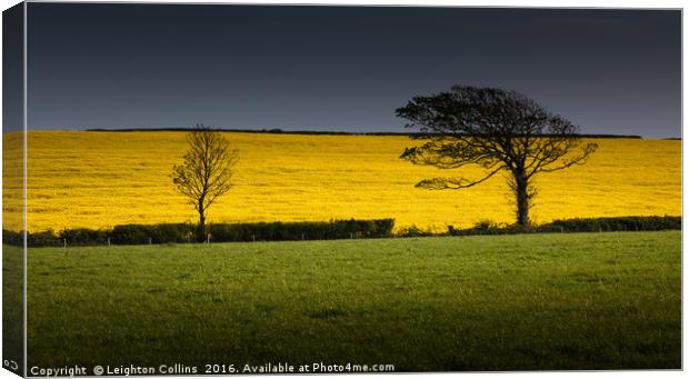 Rapeseed field Canvas Print by Leighton Collins