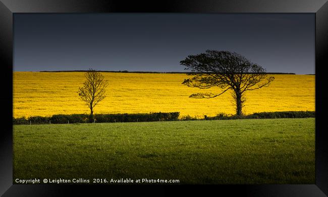 Rapeseed field Framed Print by Leighton Collins