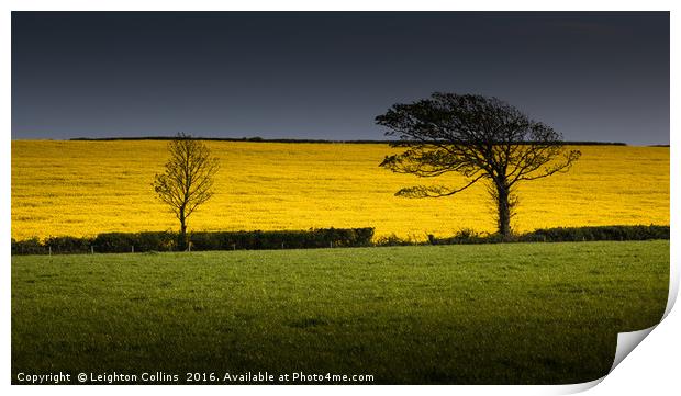 Rapeseed field Print by Leighton Collins