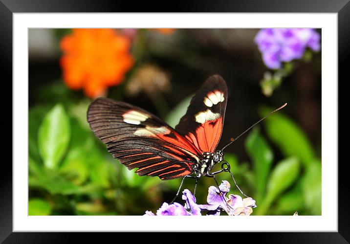 Butterfly Framed Mounted Print by Tania Bloomfield