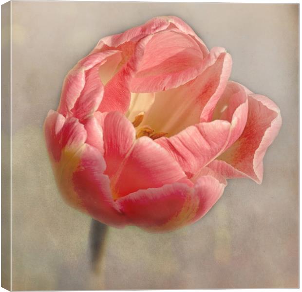 Old Fashioned Pink Tulip Canvas Print by Jacqi Elmslie