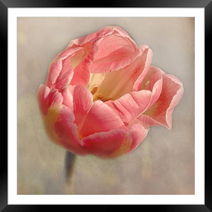 Old Fashioned Pink Tulip Framed Mounted Print by Jacqi Elmslie