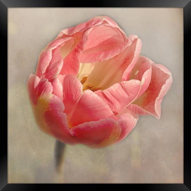 Old Fashioned Pink Tulip Framed Print by Jacqi Elmslie