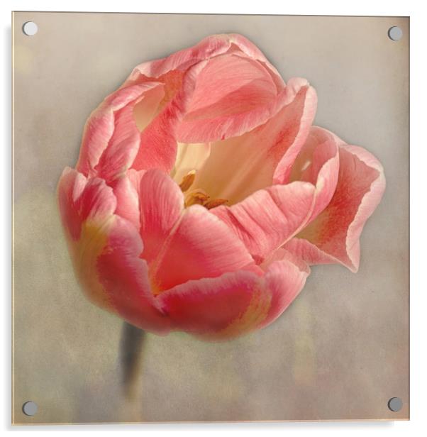 Old Fashioned Pink Tulip Acrylic by Jacqi Elmslie