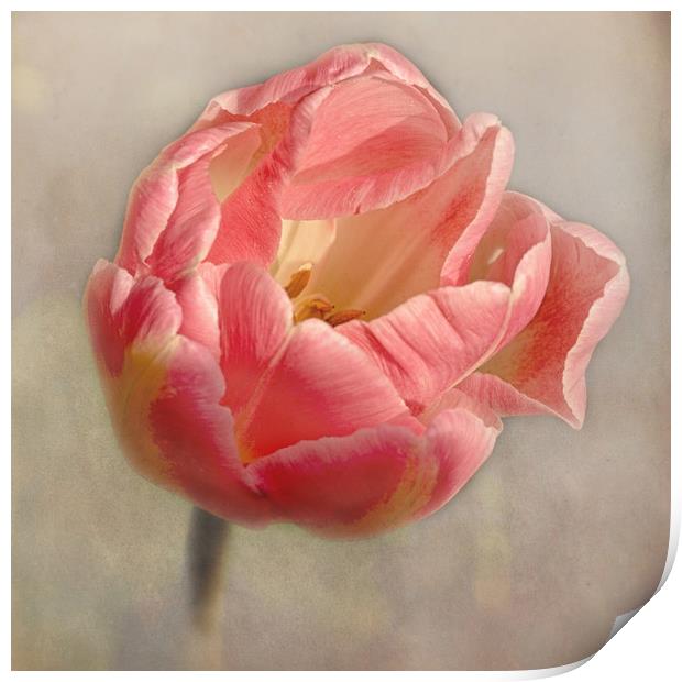 Old Fashioned Pink Tulip Print by Jacqi Elmslie