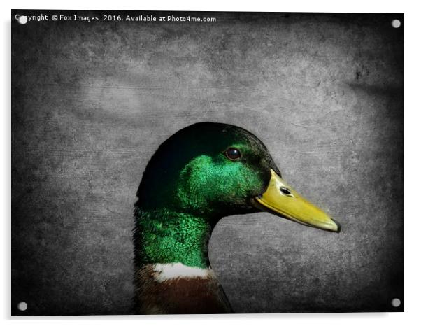 Mallard duck Acrylic by Derrick Fox Lomax