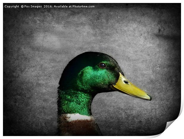 Mallard duck Print by Derrick Fox Lomax