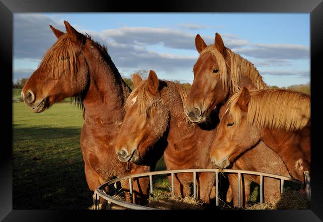 Chesnut horses Framed Print by Adrian Susman
