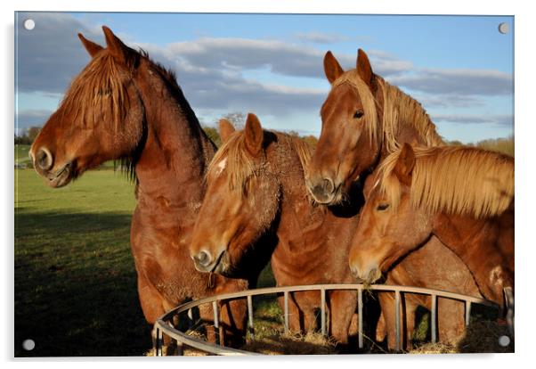 Chesnut horses Acrylic by Adrian Susman