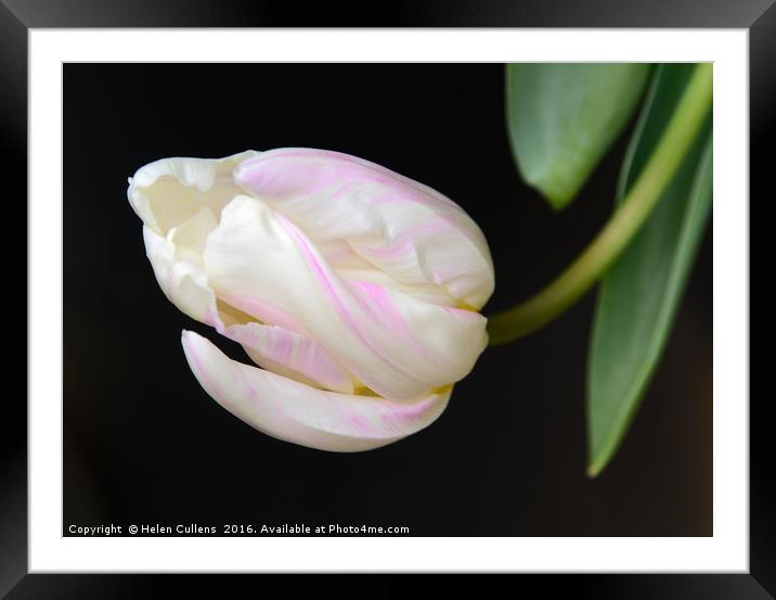 TULIP                                     Framed Mounted Print by Helen Cullens