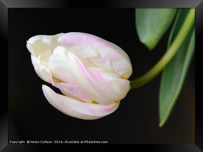 TULIP                                     Framed Print by Helen Cullens