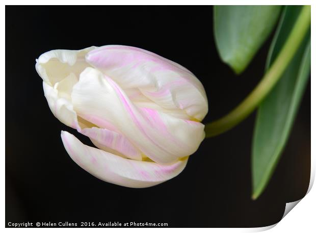 TULIP                                     Print by Helen Cullens
