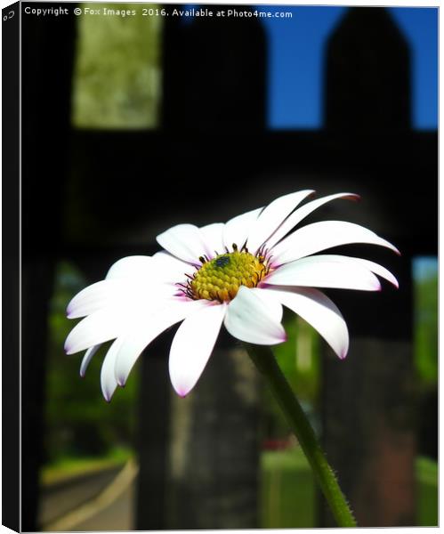 flowers in the garden Canvas Print by Derrick Fox Lomax