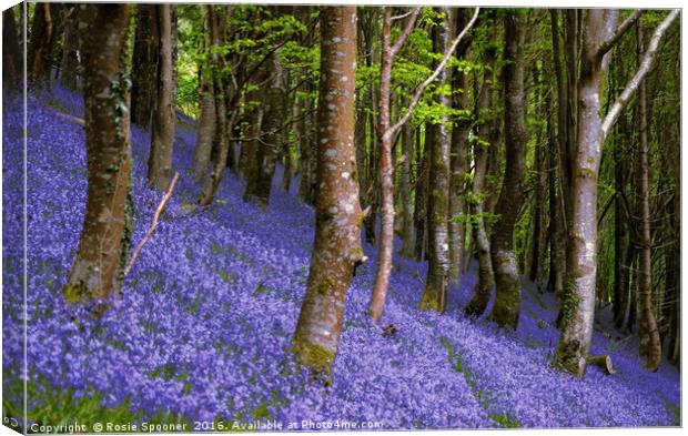 Bluebells in a sloping wood Canvas Print by Rosie Spooner