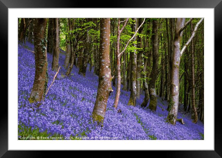 Bluebells in a sloping wood Framed Mounted Print by Rosie Spooner
