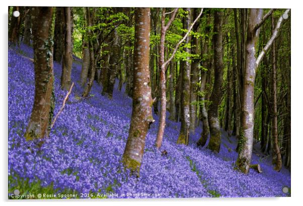 Bluebells in a sloping wood Acrylic by Rosie Spooner
