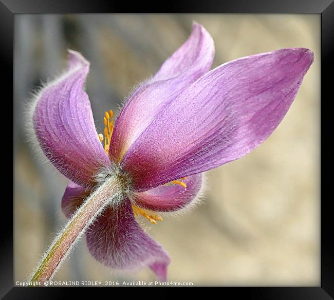 "BLOWING IN THE WIND"...WIND FLOWER, "PULSATILLA " Framed Print by ROS RIDLEY