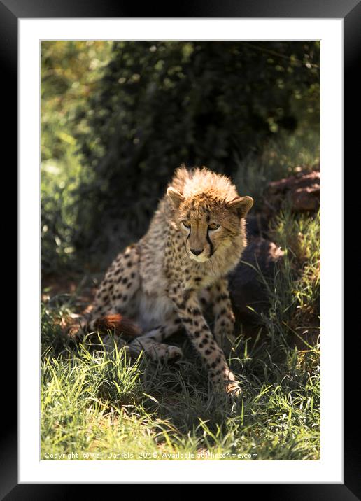 Young Cheetah Framed Mounted Print by Karl Daniels