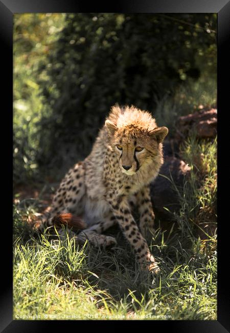 Young Cheetah Framed Print by Karl Daniels