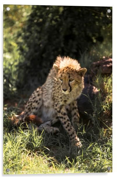 Young Cheetah Acrylic by Karl Daniels