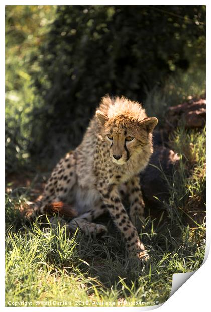 Young Cheetah Print by Karl Daniels