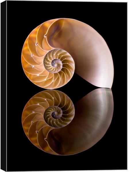 Nautilus Shell Cross Section Canvas Print by Jim Hughes