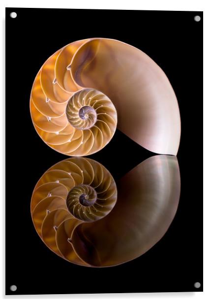 Nautilus Shell Cross Section Acrylic by Jim Hughes