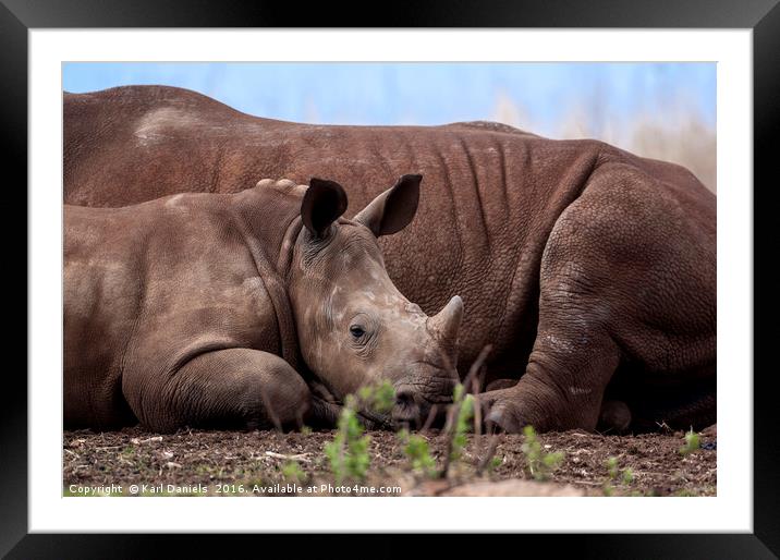 Legacy of Our Rhino's Framed Mounted Print by Karl Daniels