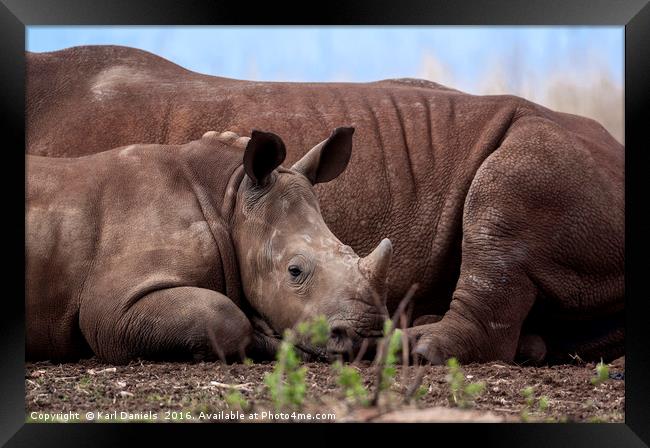 Legacy of Our Rhino's Framed Print by Karl Daniels