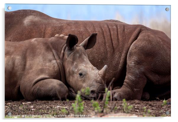 Legacy of Our Rhino's Acrylic by Karl Daniels