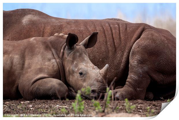 Legacy of Our Rhino's Print by Karl Daniels