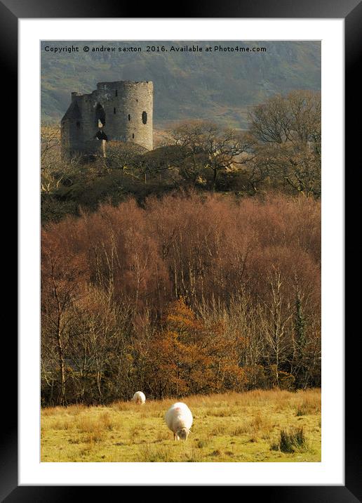 SHEEP GUARD  Framed Mounted Print by andrew saxton