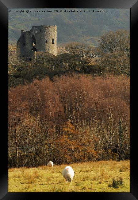 SHEEP GUARD  Framed Print by andrew saxton