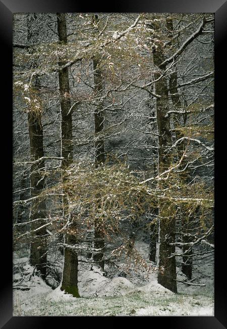 Larch in snow. Framed Print by Mark Bowman