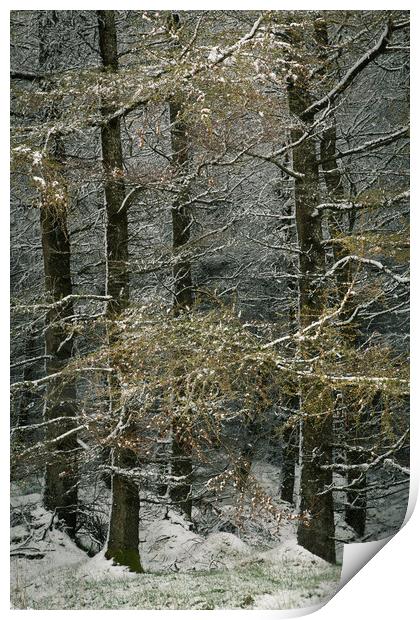 Larch in snow. Print by Mark Bowman