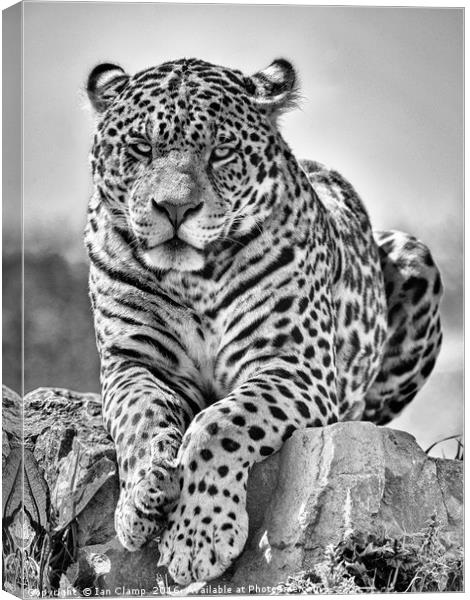Big cat Jaguar Canvas Print by Ian Clamp