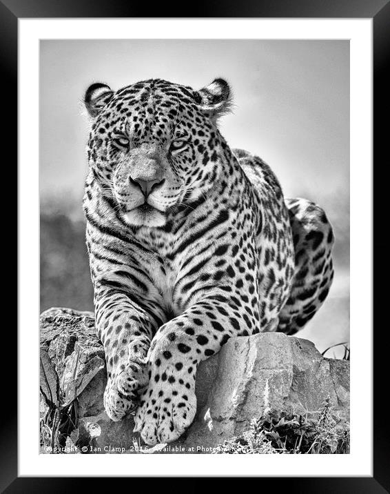 Big cat Jaguar Framed Mounted Print by Ian Clamp