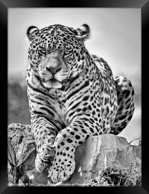 Big cat Jaguar Framed Print by Ian Clamp